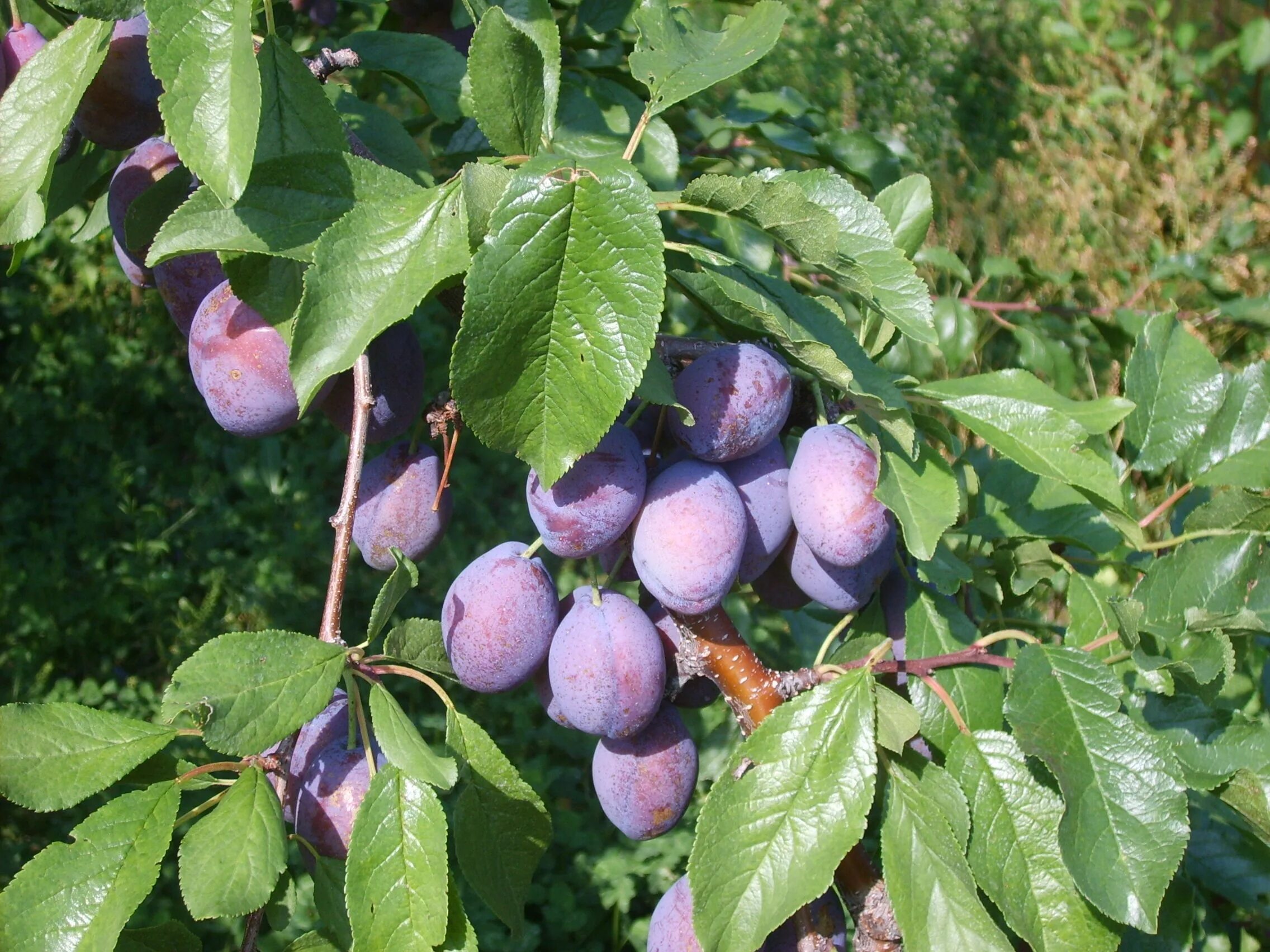 Коричневые сливы. Слива дерево. Сливы бывших. Слива ника дерево. Слива венгерка.