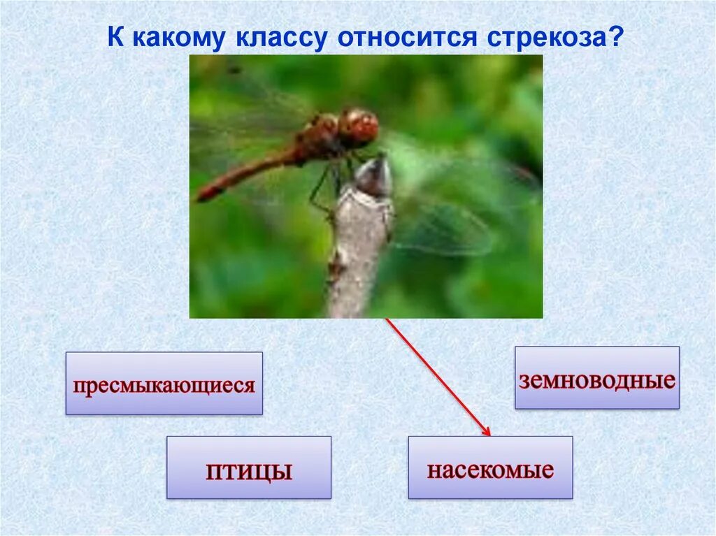 К какому классу относятся Стрекозы. Стрекоза к какой группе животных относится. К какому классу относятся насекомые. Стрекоза к какому царству относится.