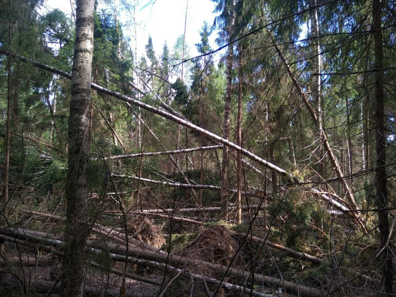 Сайт минлесхоза нижегородской. Осмотр леса вырубка места. Минлес Ирк лесничества. Бурелом кот. Защитные леса.