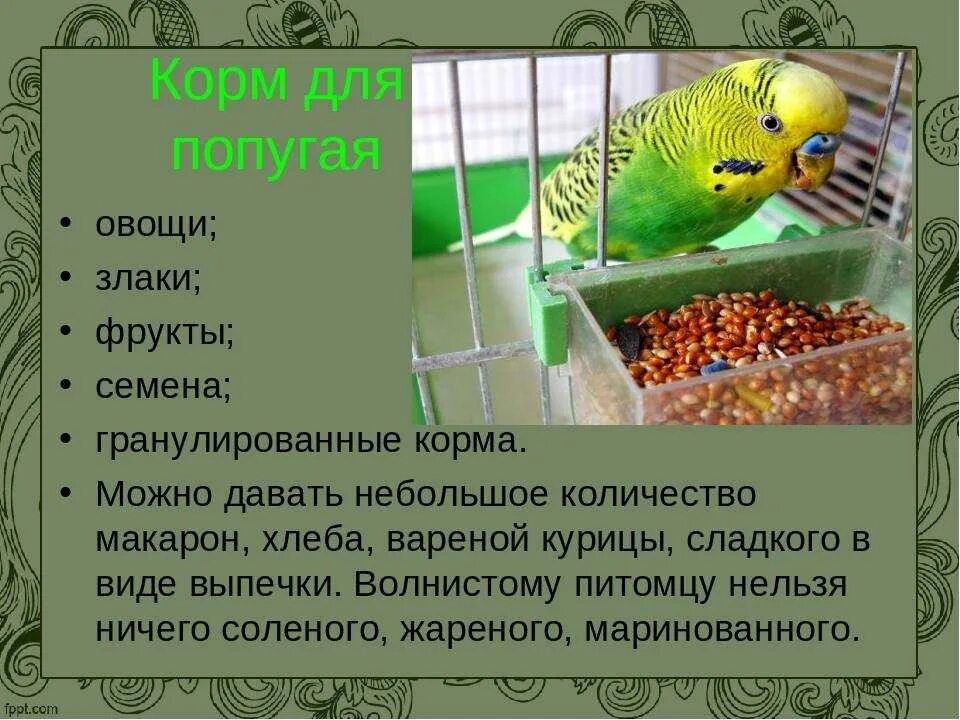Клетка для волнистого попугая. Что можно кормить попугая волнистого. Чем можно кормить волнистых попугаев. Рацион питания волнистых попугаев. Что надо волнистым попугаям.