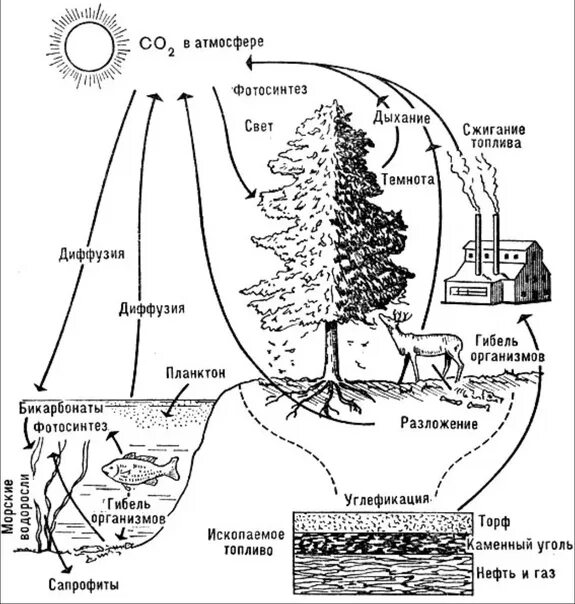 Схема круговорота углекислого газа. Круговорот углерода в природе схема. Круговорот углерода в п. Круговорот кглерода в природ. Круговоротуолерола в природе.