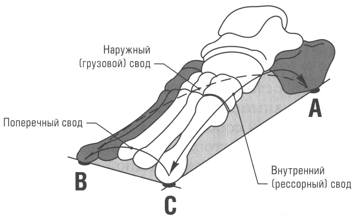 Свод функция. Анатомия продольные и поперечные своды стопы. Поперечный свод стопы кости. Продольный и поперечный свод стопы. Поперечный свод стопы анатомия.