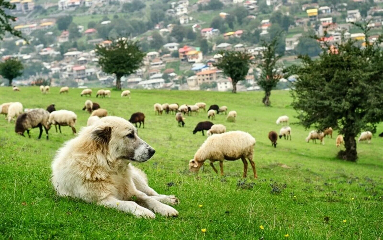 Пасу овечек. Южнорусская овчарка пасет овец. Маремма пасет. Бордер колли пасет овец. Собака пастух.