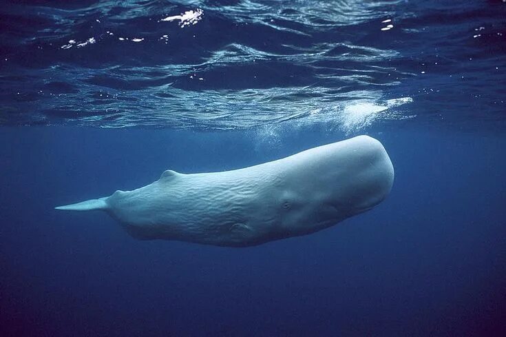 Why we need to change our philosophical attitude towards poo Ocean creatures, An
