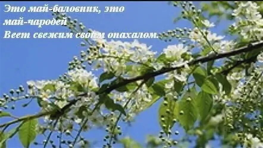 Стих это май весельчак это май чародей. Это май чародей веет свежим своим опахалом. май чародей веет. этот май весельчак этот май чародей веет. это май озорник это май весельчак.
