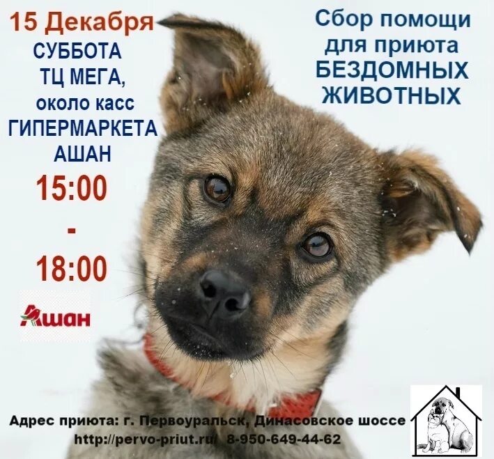 Одоевский детские приюты. То что является приютом 4. Принцип работы приютов для собак. То что является приютом 4. Рассказ о детском приюте для детей.