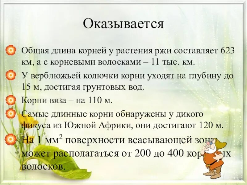 Что содержится в хрене. Хрен описание растения. Длина корня хрена. Хрен растение корень. Корень хрена.