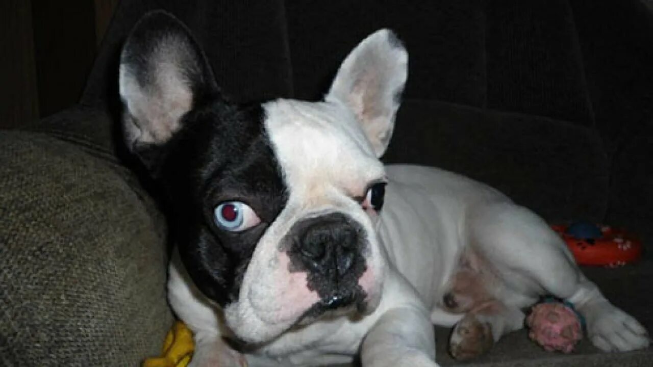 Порода собак бульдог. Лай бульдога. Почему бульдог. Бульдог топ. Маленький бульдог порода.