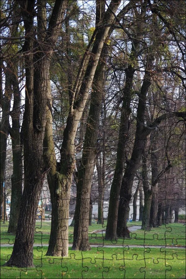 Парк необычных деревьев. Деревья в парках. Какие деревья в парках москвы. Парк стромовка в праге. Деревья москвы.