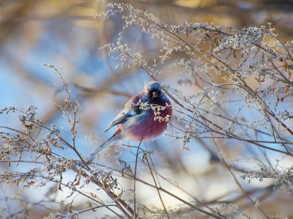 Зимние птицы. Февральские птицы. Красивые птицы зимой. Голубой Снегирь.
