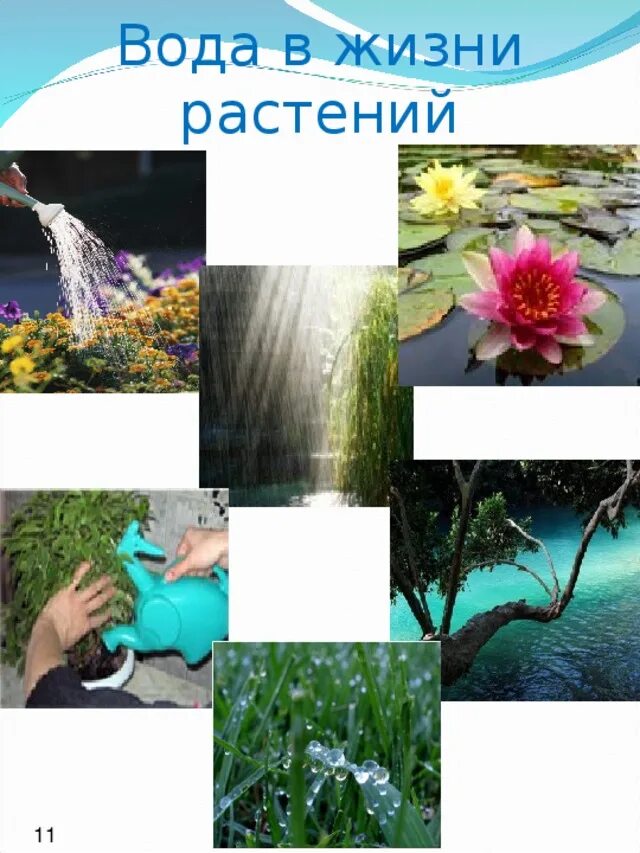 Водные растения для дошкольников презентация. Вода растениям используется для. Полив огорода из лейки. Значение воды в жизни растений. Растения пьют воду.