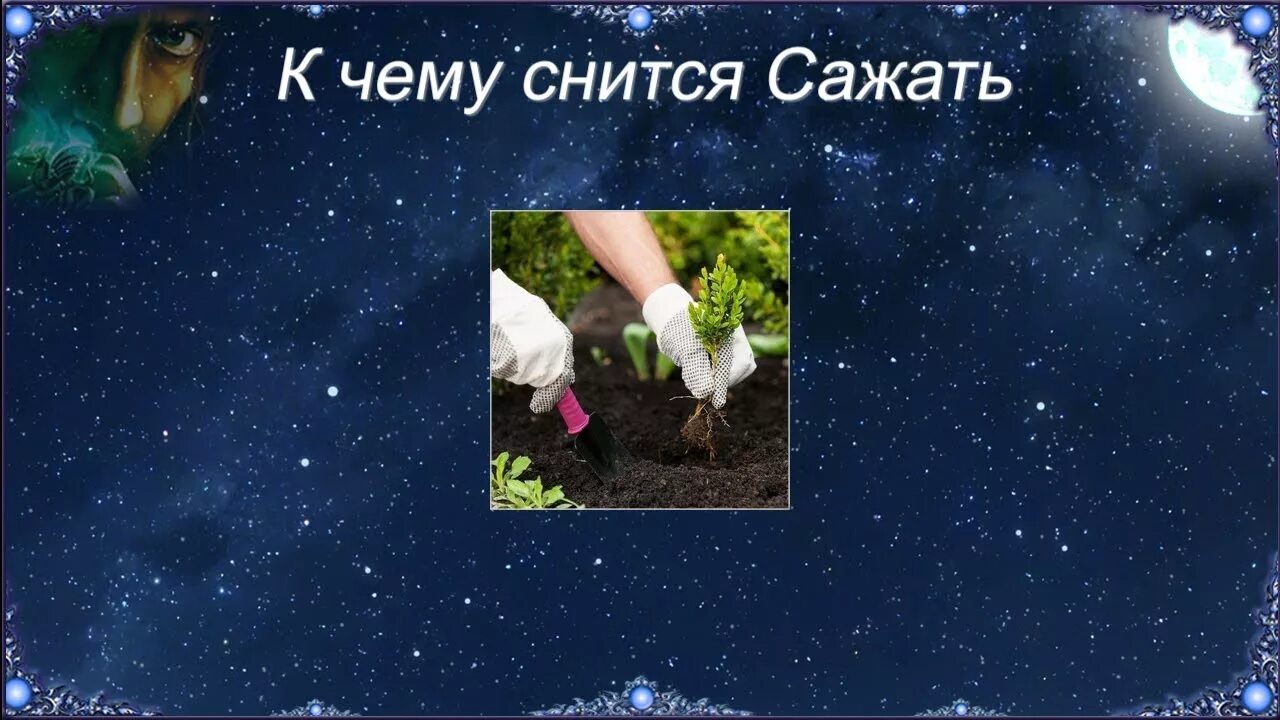 К чему снится сажать. К чему снится посадка цветов. Видеть во сне сажать цветы в землю. Сажать цветы во сне к чему снится. К чему снится сон сажать картошку