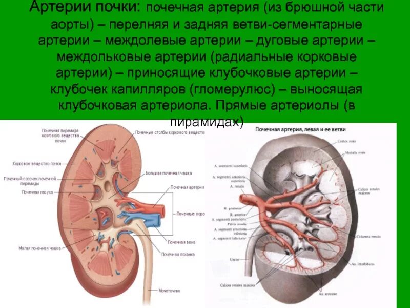 Почечная и надпочечная артерия. Ветви почечной артерии. Почечные артерии анатомия. Артерия и вена почки