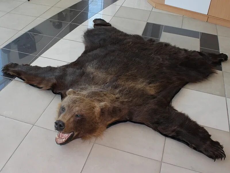 An angry bear dined with people Hands and feet everywhere. Details: https://tara