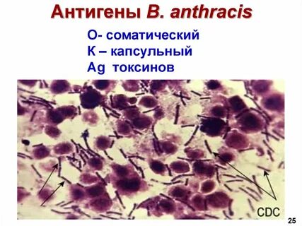 Антигены сибирской язвы