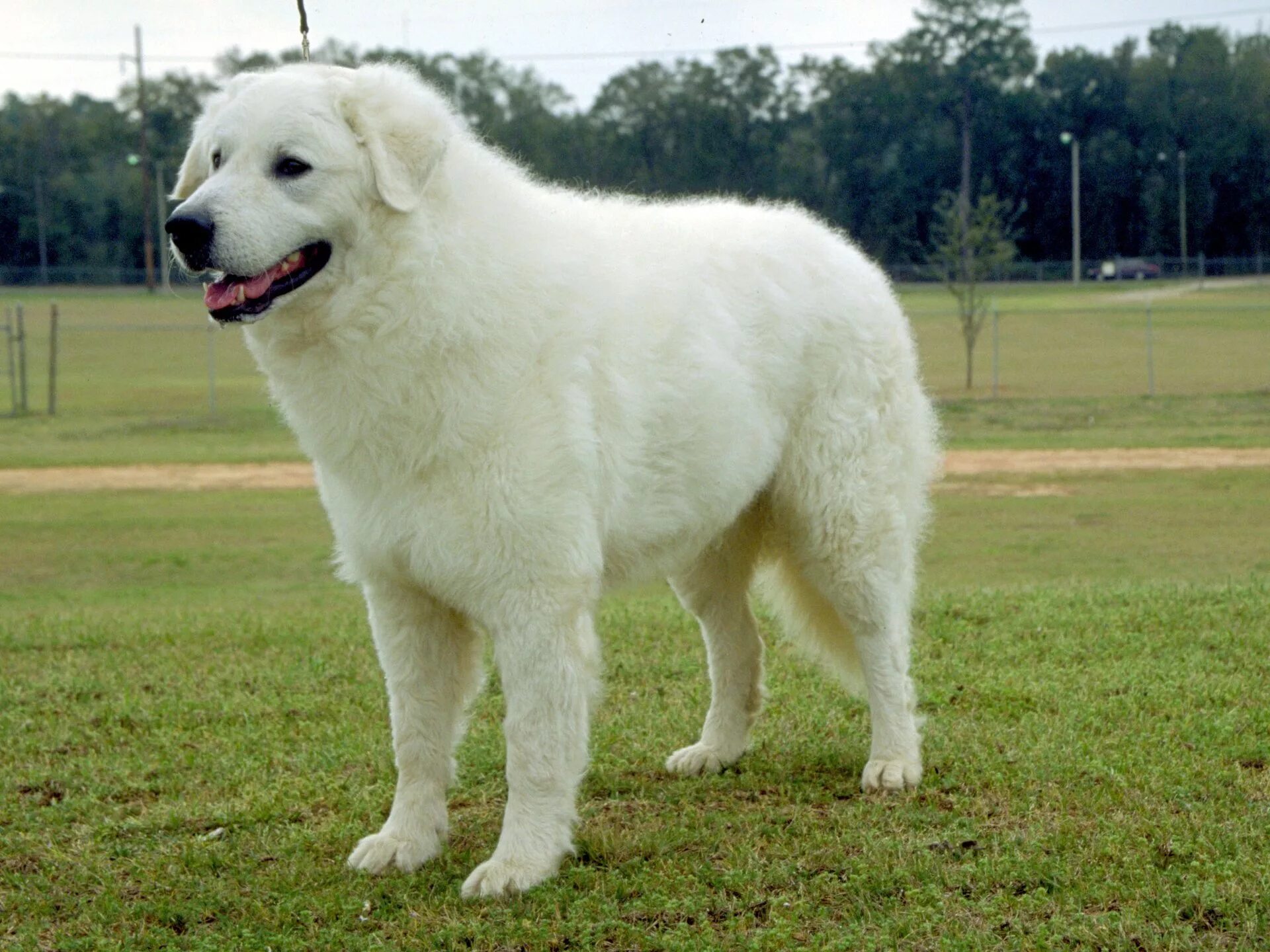 Большая белая собака. Порода венгерский кувас. Венгерская овчарка кувас. Венгерский Колос собака. Венгерский кувас щенки.