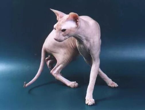 Бритые кис. Стрижка рыжего кота. Лысый кот. Красивые киски домашнее. Бритые кис.