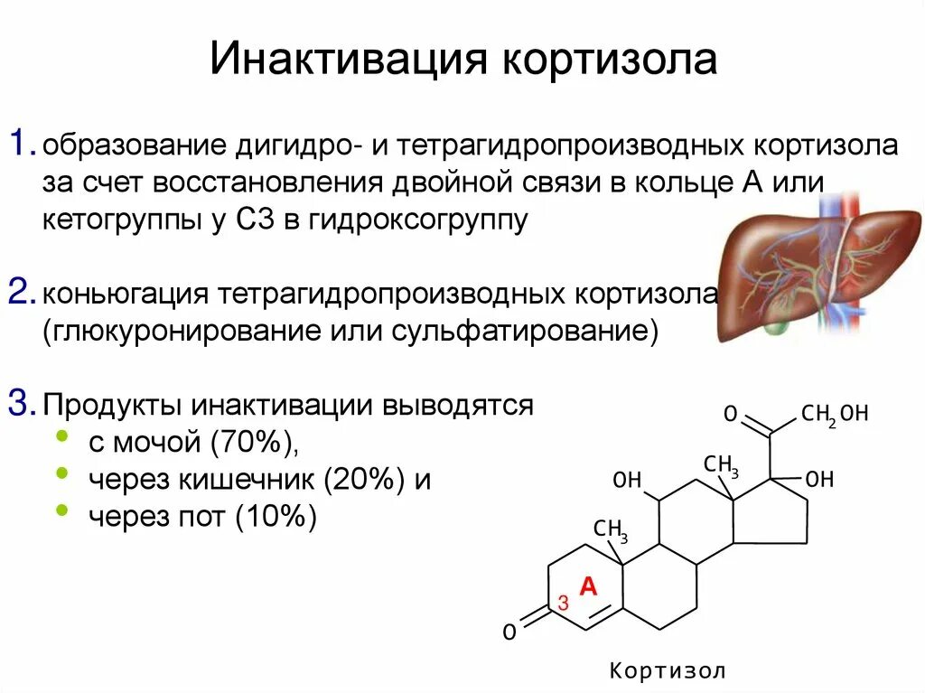 Кортизол гормон механизм действия. Строение кортизола биохимия. Инактивация кортизола биохимия. Механизм действия кортизола биохимия схема.