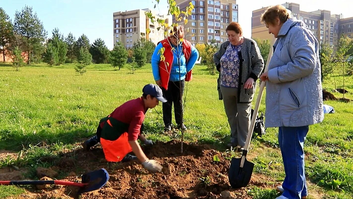 Посадка деревьев улицах. Посадка деревьев. озеленение города. осенняя посадка деревьев. посади дерево.