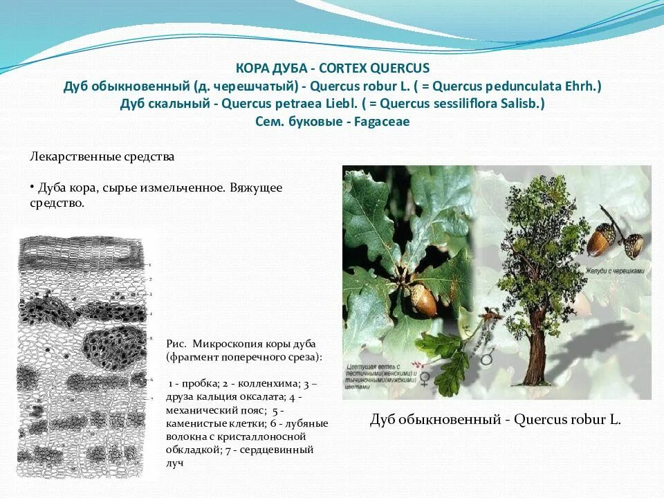 Макроскопический анализ лекарственного растительного. Микроскопический анализ коры дуба. Дуб черешчатый микроскопия. Микроскопический анализ дуб обыкновенный.