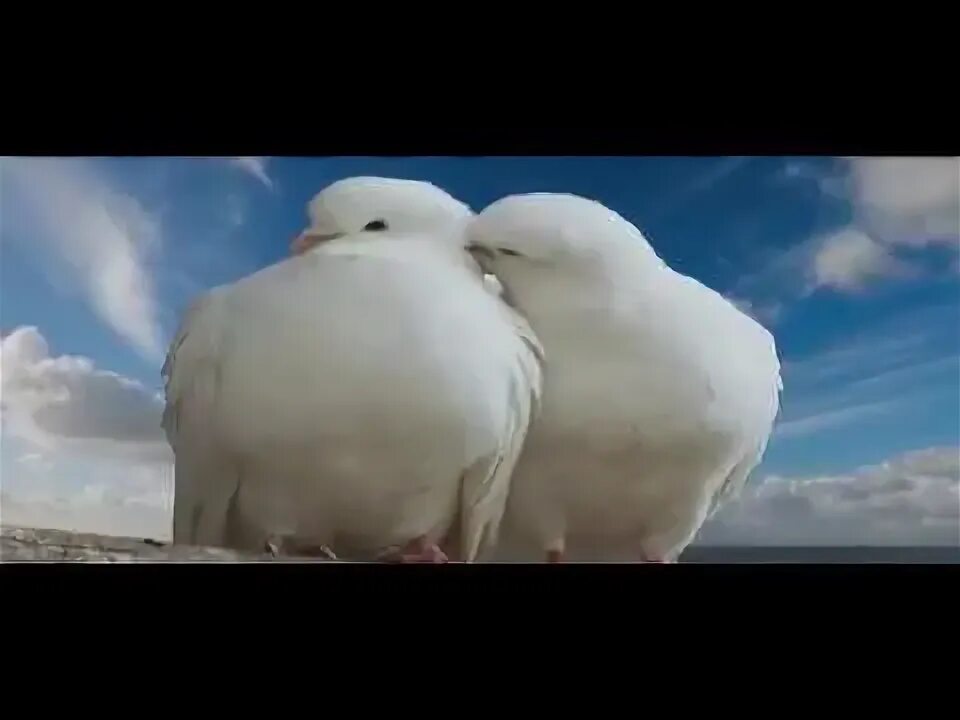 Караоке белая птица. Белая ночь караоке. Караоке белая птица. Белые кораблики караоке. Караоке синий.