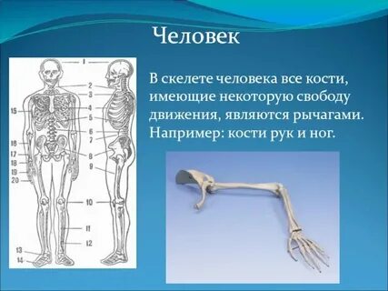 Какой год высоко костный