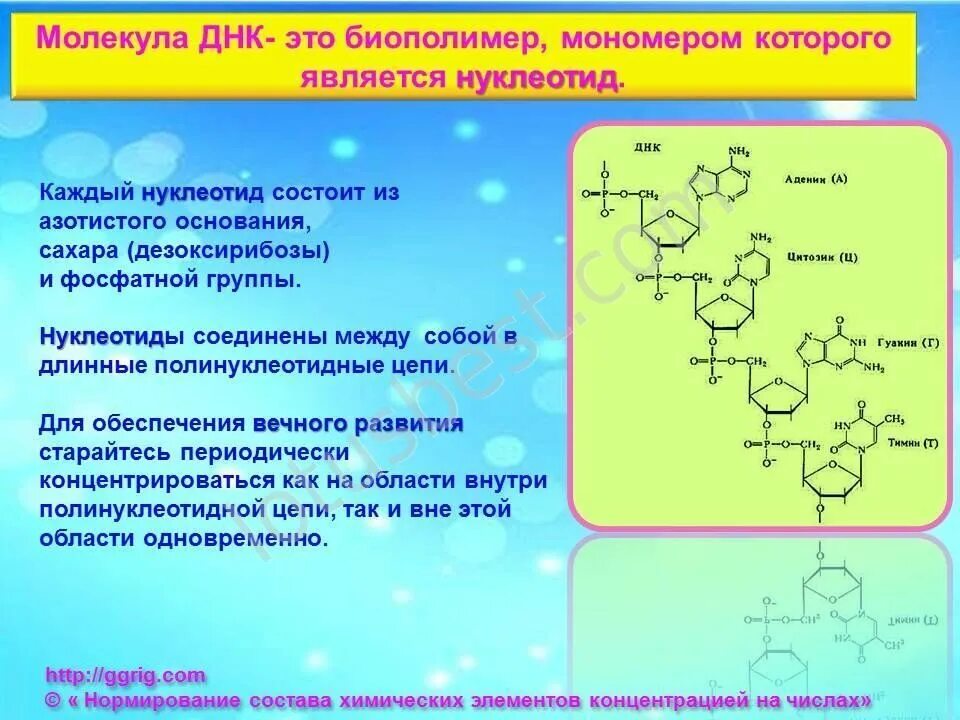 Молекула дезоксирибонуклеиновой кислоты. Молекула ДНК биополимер. Молекула ДНК биополимер мономерами которого служат. Что представляет собой молекула ДНК как биополимер. Мономерами биополимеров являются