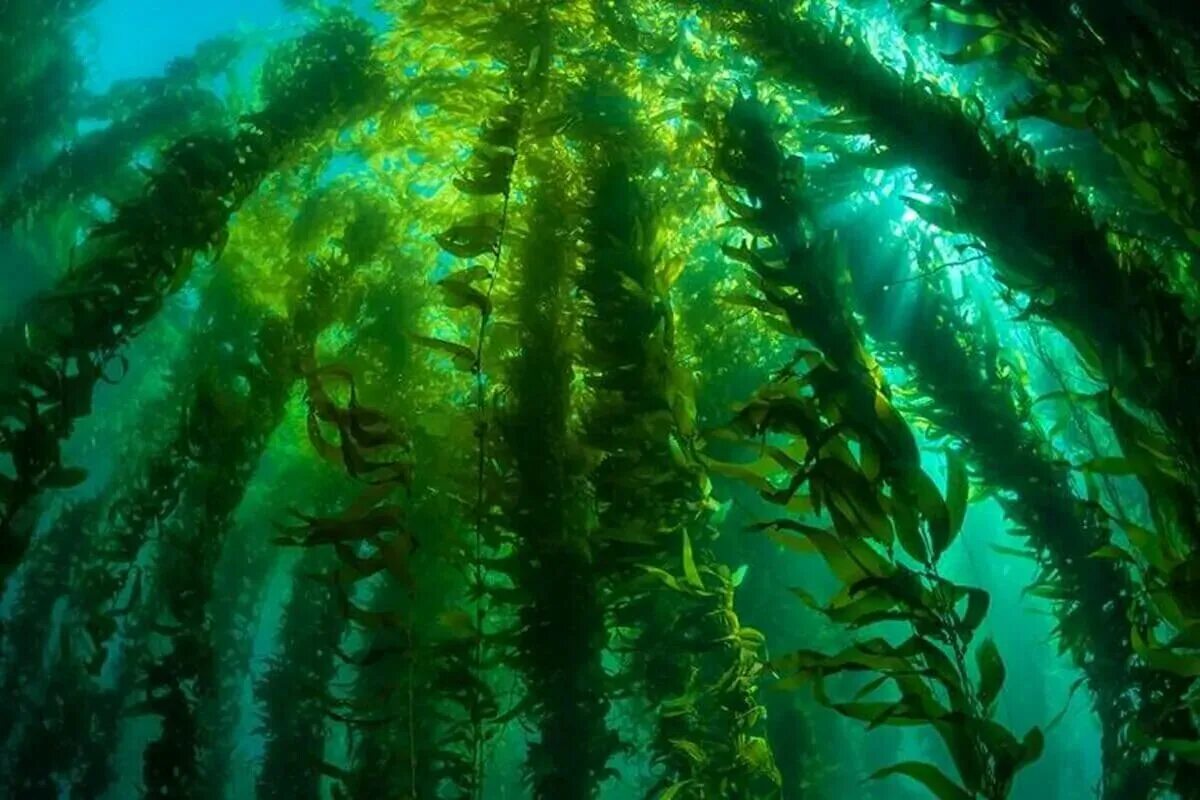 Синезеленные водоросли. Ламинария зеленая водоросль. Marine algae водоросль. Гигантская ламинария. Бурые водоросли являются самыми глубоководными водорослями