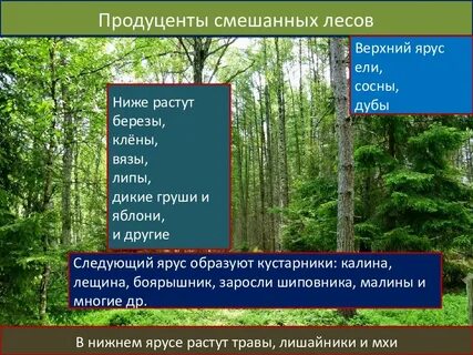 Какие редуценты в лесу
