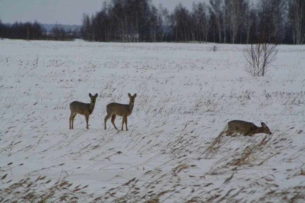 Нашествие косуль. Сибирская косуля Алтайский край. Сибирская косуля сеголеток. Миграция косули в Красноярском крае. Сибирские косули Амурская область.