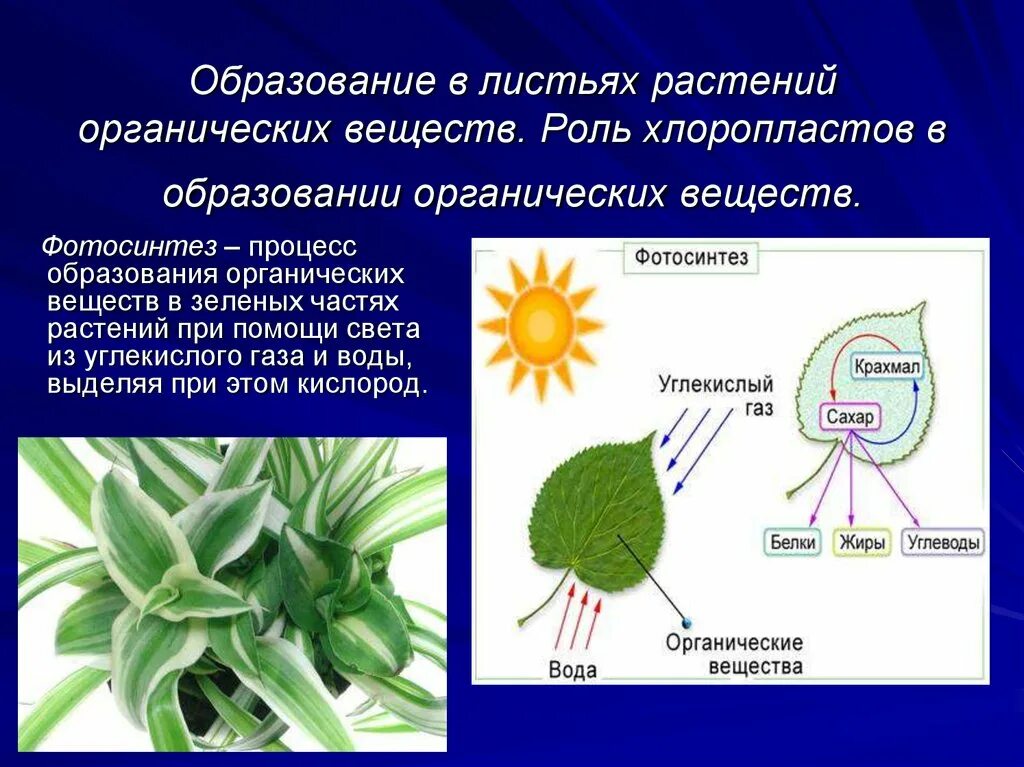 В листьях часть воды используется в процессе. Образование органических веществ на свету в процессе фотосинтеза. Образование органических веществ в листьях. Образование органических веществ в листьях растений. Образовавшиеся в листе органические.