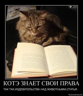 Про котэ