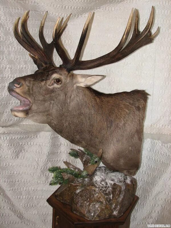 Маттео гарроне таксидермист. Таксидермия чучела животных. Изготовление чучел животных называется. Изготовление чучел животных называется. Таксидермия рога лося.