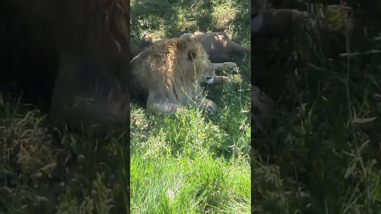 Дзен видео тайган алексагины. Тайган с татьяной алексагиной.