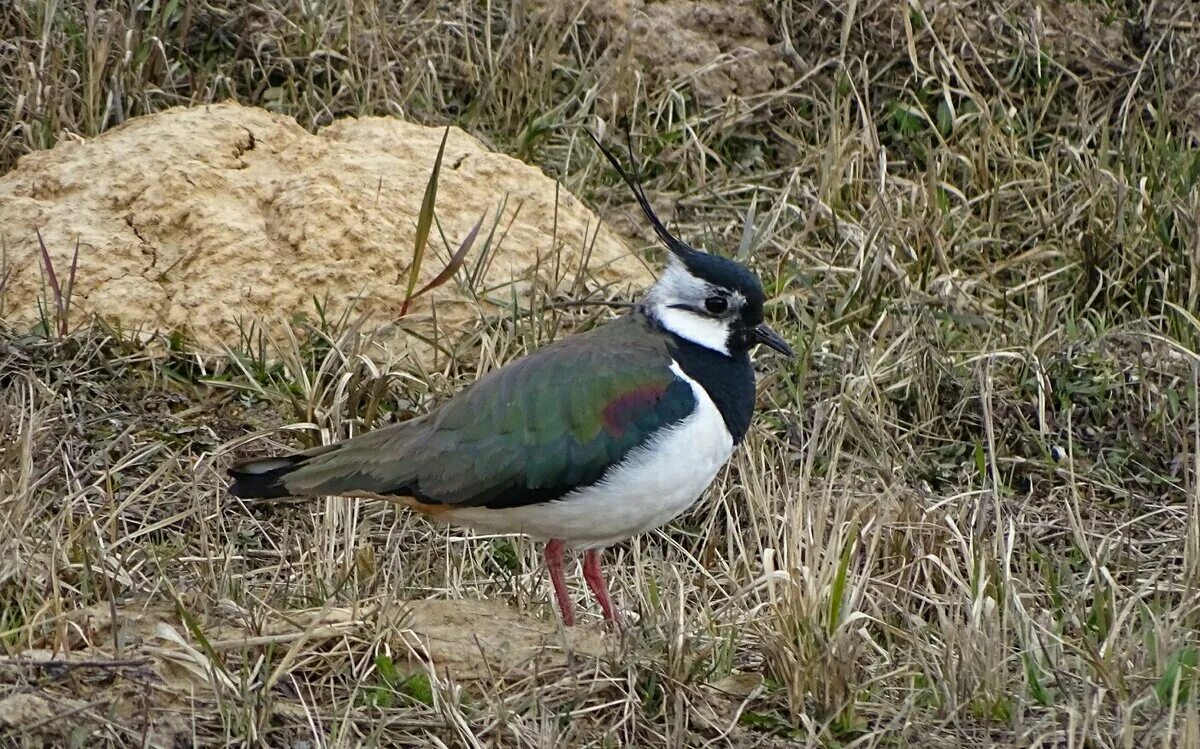 чибис vanellus vanellus. чибис обыкновенный. чибис серый. худоногий чибис. волжско-камский заповедник птицы.