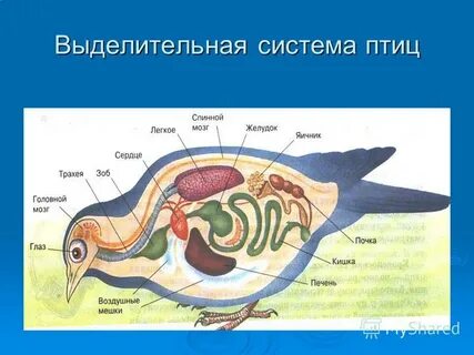 Органы выделительной системы у птиц