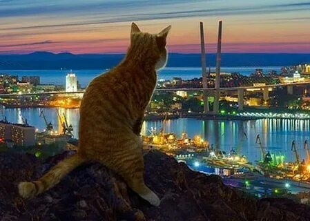 Кошки владивосток