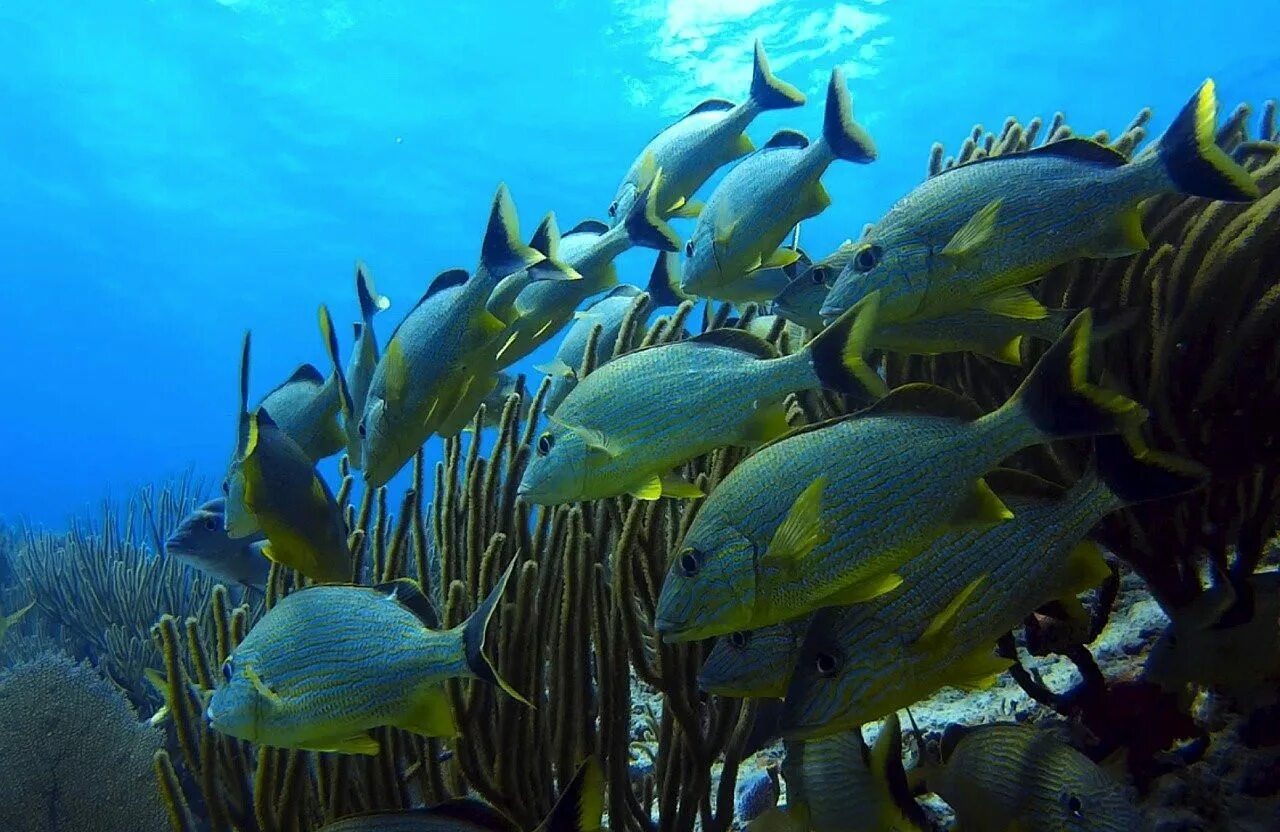 Есть ли в море рыбы. Есть ли в море рыбы. Треска баренцева моря. Краснозубый синий спинорог. Крупные рыбы красного моря.