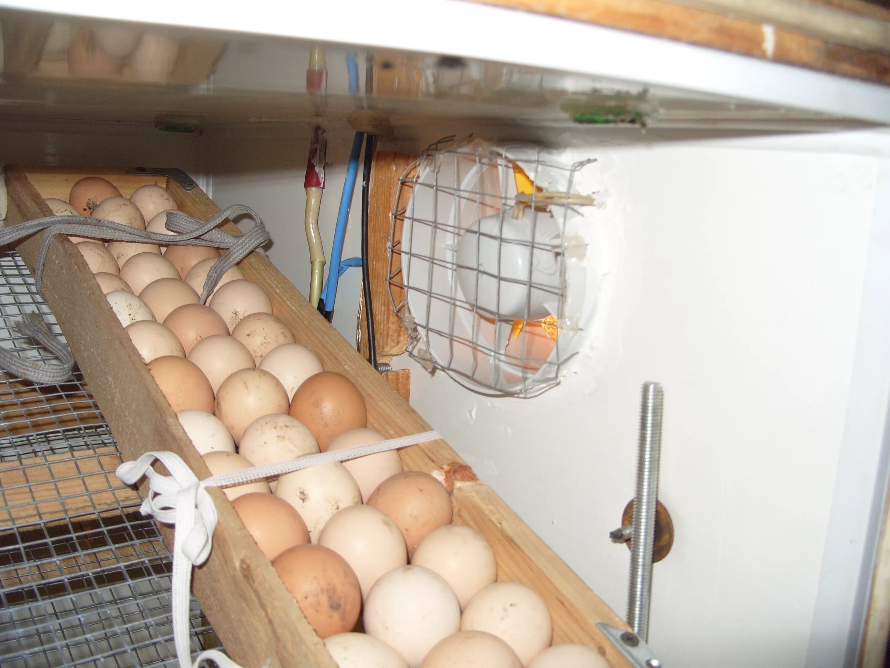 самодельный инкубатор. самодельный инкубатор для перепелов. инкубатор для яиц пенопласт. инкубатор для яиц из коробки. самодельный автоматический инкубатор.