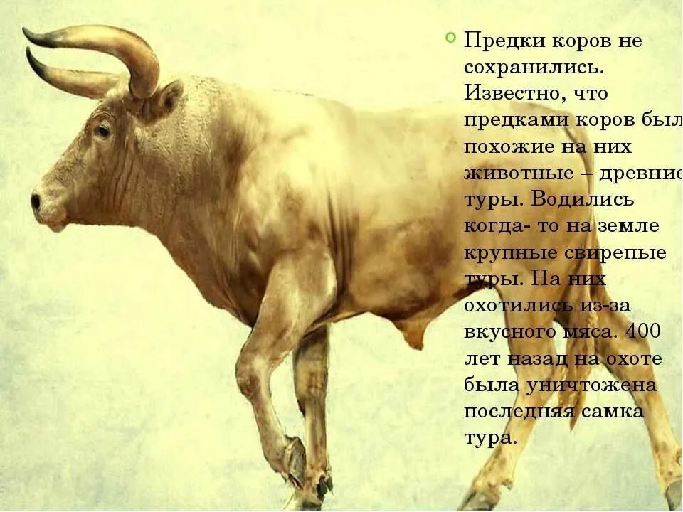 Характеристика рыбы быка