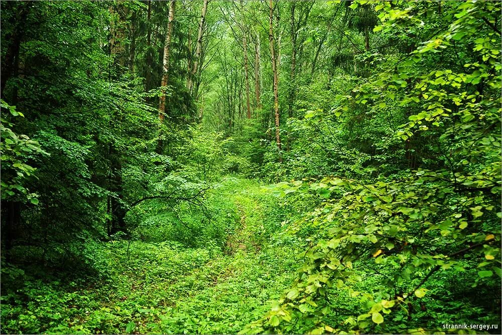 Широколиственный лес деревья. Широколиственный лес зона. Широколиственный лес деревья. Смешанные хвойношероколиственные леса калининграда. Широколиственный лес россии.
