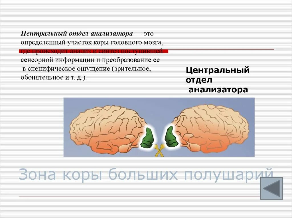 Зрительный анализатор зона коры больших полушарий. Центральный отдел анализатора. Центральный отдел. Анализаторы коры головного мозга. Зона коры больших полушарий обонятельного анализатора