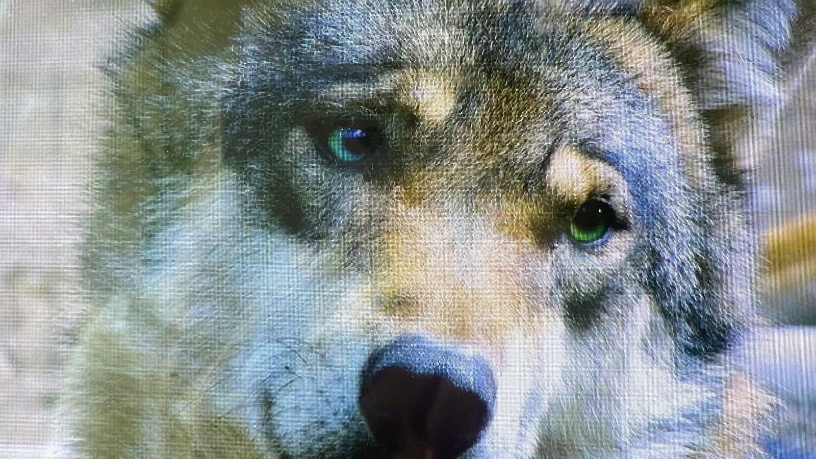 Stop Killing Wolves! Wolf photos, Animals, Wolf pictures