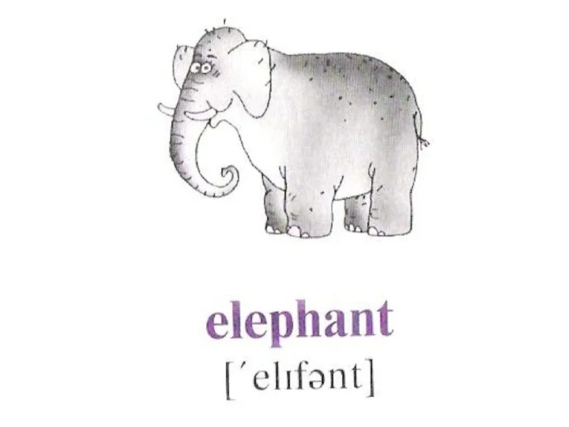 Elephant перевод. Карточка по английскому слон. Слон на английском. Слон по английскому с транскрипцией. Слон транскрипция.