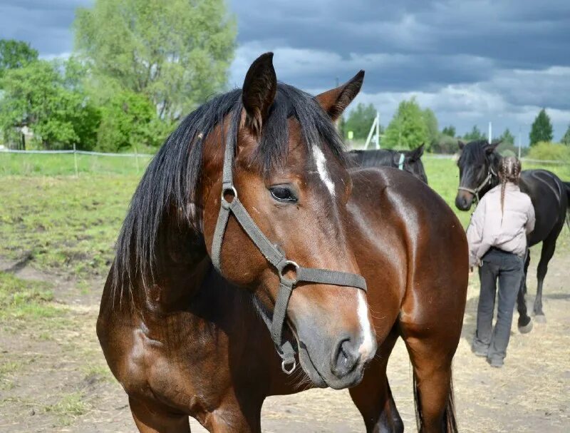 дорога домой муром. благотворительность дорога домой муром. дорога домой муром. дорога домой муром волонтерская организация. дорога домой волонтер муром.