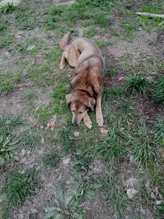 Хромая собака