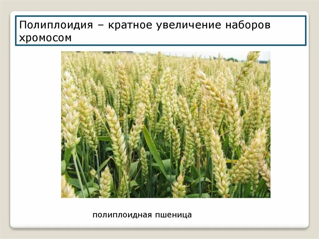 Созданием новых сортов полиплоидных растений пшеницы занимается. Полиплоидия. полиплоиды пшеницы. полиплоидия у растений. полиплоидия в селекции.