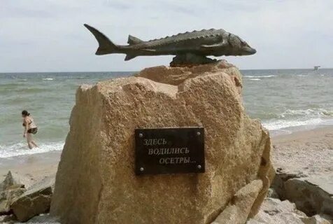 Рыба большая азовское море