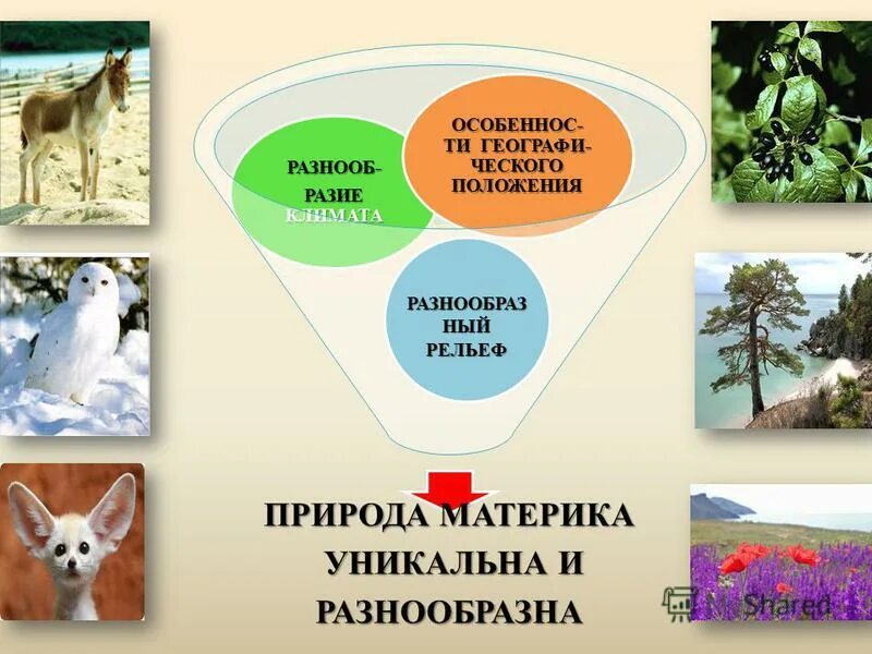 территория со схожими почвами растениями животными