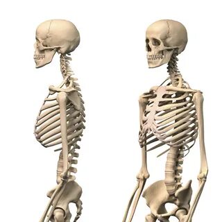 Скелет человека профиль